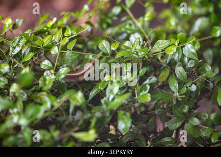 A detailed close-up photograph capturing a lush green leafy bush with a camouflaged lizard partially hidden among the vibrant foliage in a natural out Stock Photo