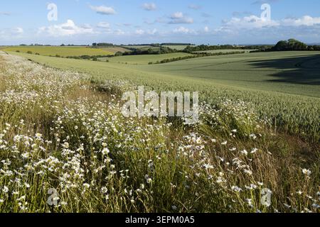 Oxeye daisies growing wild next to arable farmland growing wheat on the Berkshire Downs, East Garston, Berkshire, England, United Kingdom, Europe Stock Photo