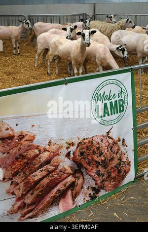 Shorn sheep in pen with cooked lamb poster in foreground, Berkshire, UK Stock Photo