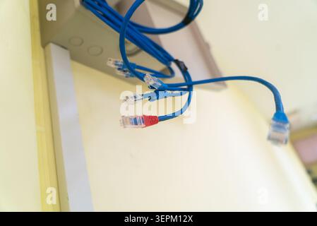 Close-up of blue and red network cables connected to a white wall socket in an office environment, illustrating data transfer and connectivity technol Stock Photo