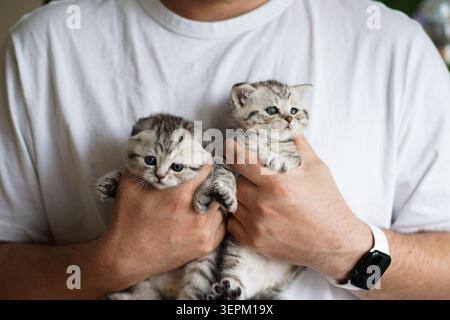 Man Holding Two Adorable Scottish Fold Kittens in Hands Stock Photo