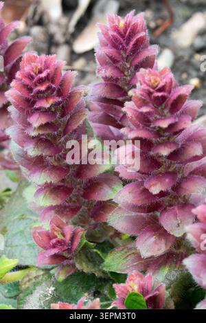 Purple flowers of Pyramidal Bugle Ajuga pyramidalis in a Spring Garden Stock Photo