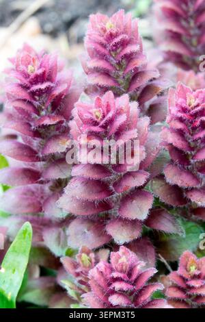Purple flowers of Pyramidal Bugle Ajuga pyramidalis in a Spring Garden Stock Photo