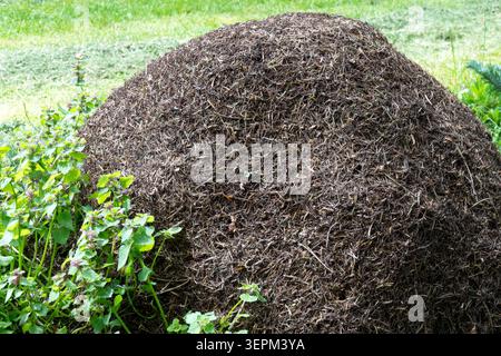 Large anthill of Red Wood Ant Formica rufa on a sunny forest edge next to a meadow in Spring Stock Photo