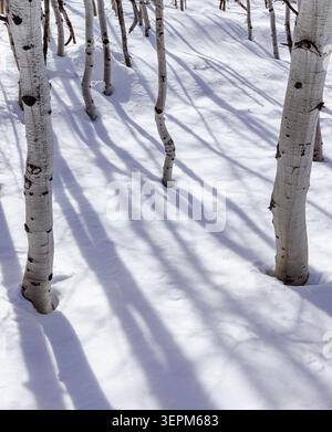 Aspen sapling trunks in snow Stock Photo