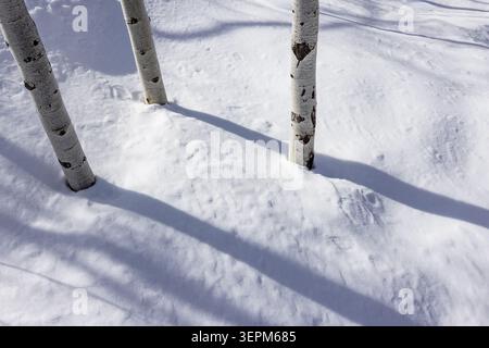 Aspen sapling trunks in snow Stock Photo
