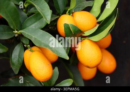 Kumquat plant, CITRUS JAPONICA, in garden center in western Sweden, June 2026 Stock Photo