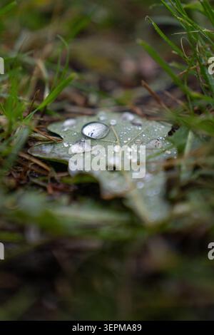 Macro Water Droplets on Fallen Oak Leaf in Forest Grass Stock Photo
