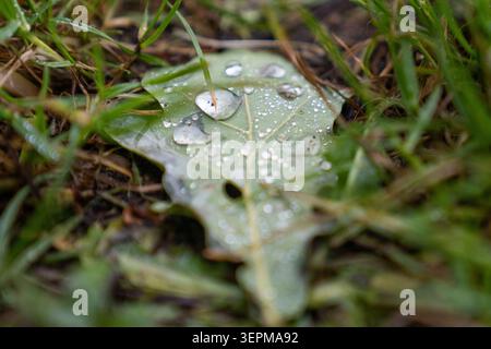 Macro Water Droplets on Fallen Oak Leaf in Forest Grass Stock Photo