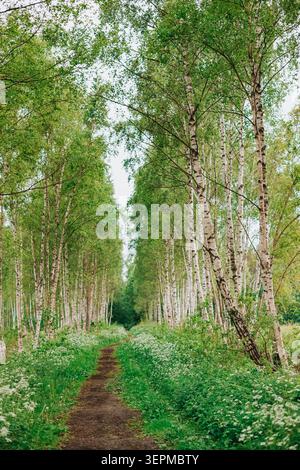 Peaceful dirt trail winding through a vibrant birch forest with fresh spring foliage and wildflowers. Ideal for themes of nature, hiking, outdoor recr Stock Photo