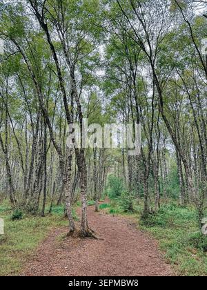 Scenic woodland path winding through a fresh spring birch forest with vibrant green foliage. Peaceful natural landscape ideal for themes of hiking, ec Stock Photo