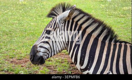 Detailed close-up of a zebra's head and upper body showing distinct black and white stripes against a green grassy background in natural light. Stock Photo