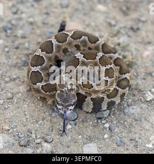 Eye-level portrait of a young Northern Pacific Rattlesnake coiled tight in a defensive pose on gravelly trail. Santa Teresa County Park, Santa Clara C Stock Photo