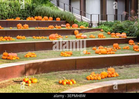 Pumpinks on grassy steps in a public park on a sunny autumn day. Halloween decoration Stock Photo