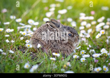 Little wild rabbit with brown fur sitting in green grass. A cute bunny surrounded by white wildflowers in meadow. Stock Photo
