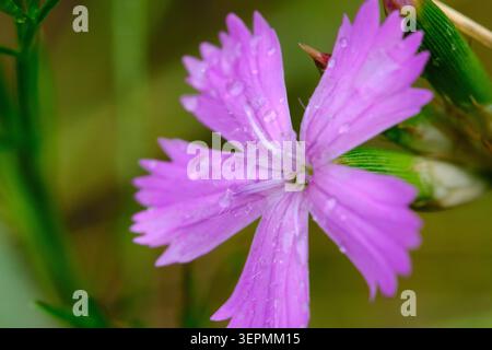Extreme macro view tiny dew drops resting on textured petals bright purple blossom Stock Photo