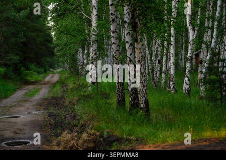 Dirt road with puddles winding through dense grove white birch trees in summer forest Stock Photo