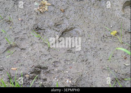 Wet muddy ground with footprints, pebbles and emerging grass shoots after rain. Stock Photo