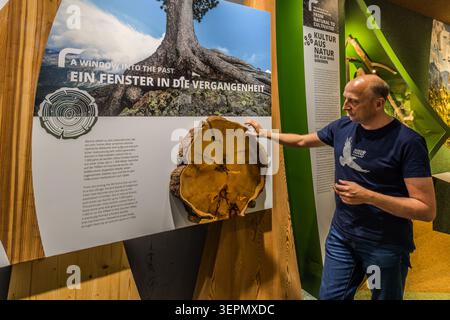 Managing Director Roland Rauch points to the cross-section of an old Swiss stone pine root in the exhibition “A Window into the Past” at the Hohe Tauern National Park Worlds in Mittersill. According to the exhibition text, Swiss stone pines can live for up to 1,000 years. Gerlos Straße, Klausen, Schattberg, Mittersill, Bezirk Zell am See, Salzburg, 5730, Austria Stock Photo