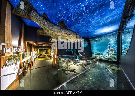 An oversized model of a brown trout hovers above the ‘Im Bergwald’ exhibition area at the Hohe Tauern National Park Worlds (Nationalparkwelten Hohe Tauern) in Mittersill, beneath a blue water projection. Visitors view a riverbed diorama featuring fish models from a footbridge. Gerlos Straße, Klausen, Schattberg, Mittersill, Bezirk Zell am See, Salzburg, 5730, Austria Stock Photo