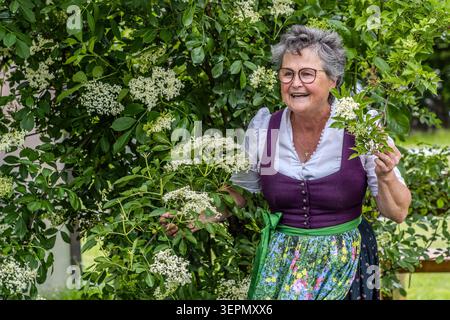 Andrea Rieder, a herbalist and organic farmer, smiles as she picks elderflowers, which she uses to make syrup and tea. Hollersbach, Grubing, Reitlehen, Hollersbach im Pinzgau, Bezirk Zell am See, Salzburg, 5731, Austria Stock Photo