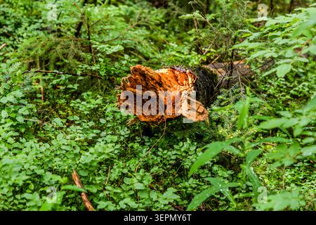 A broken tree trunk, its wood splintered, lies on the forest floor amongst blueberry bushes. Deadwood is left where it falls in the Hohe Tauern National Park, helping the forest to regenerate naturally. Sulzau, Rosental, Neukirchen am Großvenediger, Bezirk Zell am See, Salzburg, 5741, Austria Stock Photo