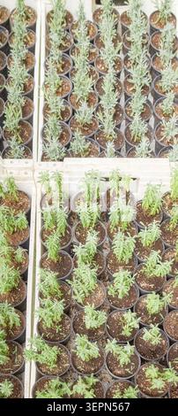 Lavender seedlings in pots, selective focus. Stock Photo