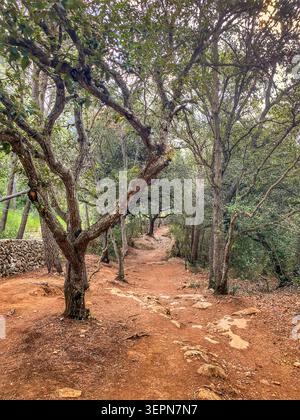 Dirt path winds through a dense Mediterranean woodland, Menorca, Spain, characterized by red clay soil, rocky terrain, and evergreen oak trees. Tradit Stock Photo