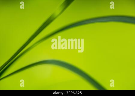 Abstract minimalist nature background featuring soft green grass blades and smooth curves. Fresh organic design with copy space and natural spring col Stock Photo