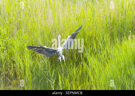 Grey heron Ardea cinerea, adult flying, about to land in reeds, Suffolk, England, June Stock Photo