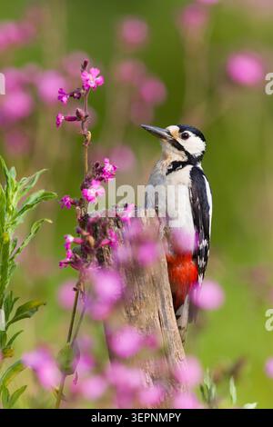 Great spotted woodpecker Dendrocopos major, adult female perched on trunk among Red campion Silene dioica, flowers, Suffolk, England, May Stock Photo