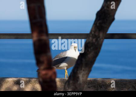 Crisp, high-detail medium shot of an adult yellow-legged gull standing on a sunlit, textured coastal rock, and framed with tree branch. The bird s sle Stock Photo