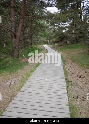Curved wooden boardwalk winding through forest Stock Photo