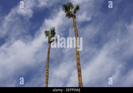 Two tall palm trees with green palm leaves on their tree tops stand before a cloudy blue sky in Palm Springs, California, on a summer day. Stock Photo