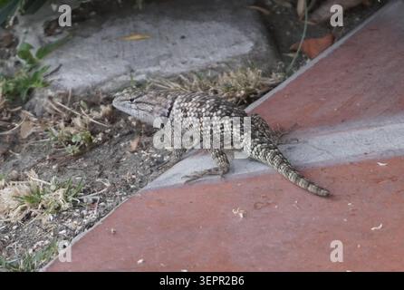 Close up of a desert spiny lizard (Sceloporus magister) sitting on a stone in a garden in Palm Springs, California, United States of America Stock Photo