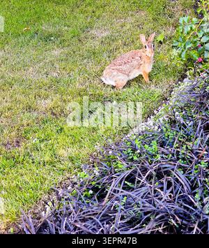 Wild Cottontail Rabbit Resting Near Ornamental Plants on Green Lawn Stock Photo