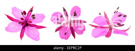 Pink Alpine willowherb flowers isolated on white Stock Photo