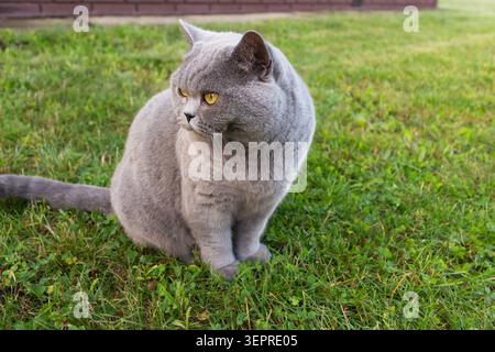 Close-up of a solid grey British cat on green grass. Beautiful domestic shorthair feline looking away Stock Photo