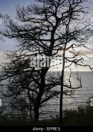 Silhouette of large tree with sun shining through branches over calm water Stock Photo