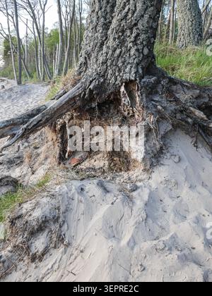 Large tree with exposed roots on sandy slope in coastal forest Stock Photo
