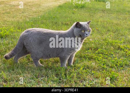 Portrait of a grumpy blue British cat on green grass. Adorable chubby shorthair kitten walking outside Stock Photo