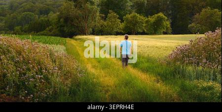 Man enjoying nature and walking alone on a scenic natural path through fields and meadows in summer Stock Photo