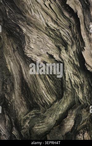 Amazing bark of an old tree as a dramatic, beautiful natural texture. Green and brown colors with high contrast merge in flowing shapes Stock Photo