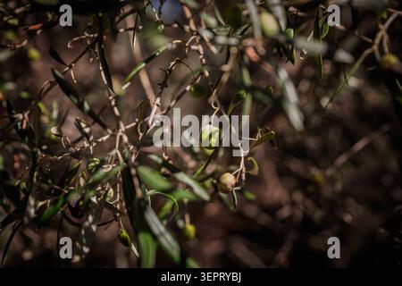 Green olives growing on an olive tree in a French Mediterranean setting, with selective blur, narrow leaves, thin branches, natural sunlight and a clo Stock Photo