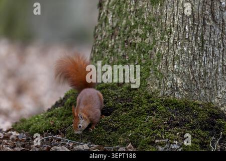 A squirrel (Sciurus vulgaris) is searching for food on the forest floor, winter supplies, sweet, cute, March, Germany Stock Photo