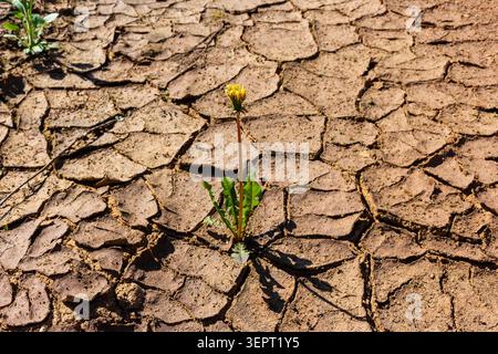 Resilient yellow dandelion blooming amidst parched, cracked earth in a desert landscape, symbolizing hope and tenacity against extreme drought and env Stock Photo