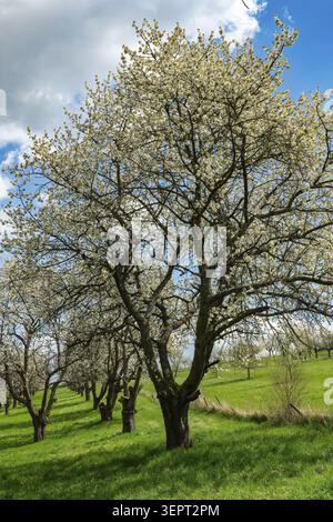 A large, white-flowering cherry tree (wild cherry, Prunus avium) in a row of trees at the edge of a green orchard meadow beneath a blue sky dotted wit Stock Photo
