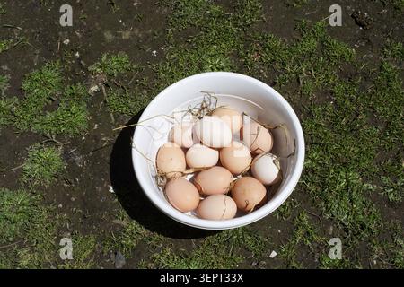 Eggs in basket on farm background. Chicken eggs in basket Stock Photo