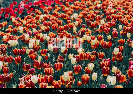 Spring Tulips in full bloom with expressions of crimson red and white flowers. Creative depth of field used to create atmosphere and focus on blooms. Stock Photo
