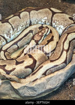Close-up of a coiled python resting on a rock surface, showing detailed patterned scales and natural reptile textures in an enclosure setting. Stock Photo
